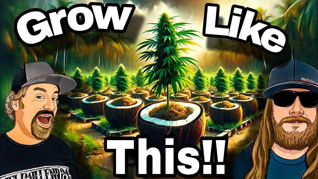 The Hidden Coco Coir Cannabis Advantage
