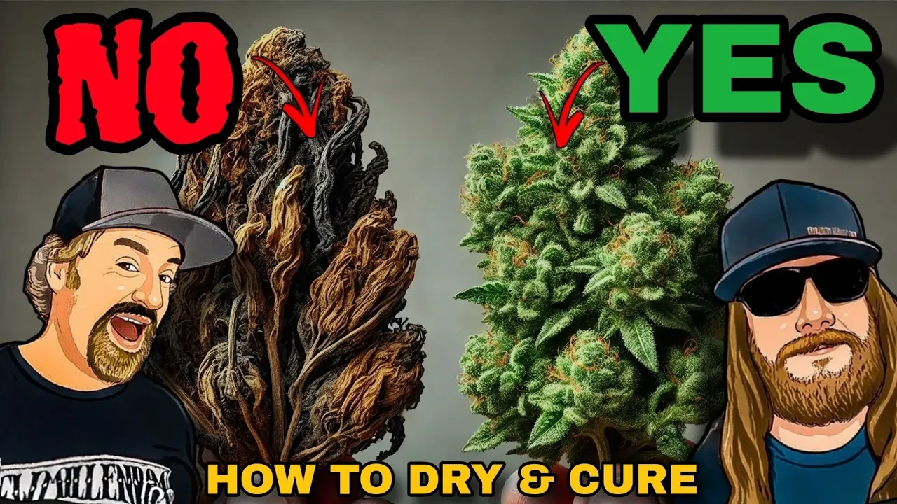 How to Perfectly Dry and Cure Cannabis for Top-Shelf